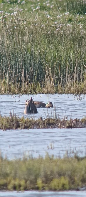 Baikal Teal - ML628757080