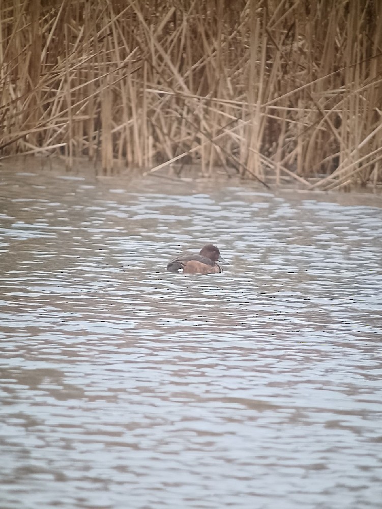 Ferruginous Duck - ML628757134
