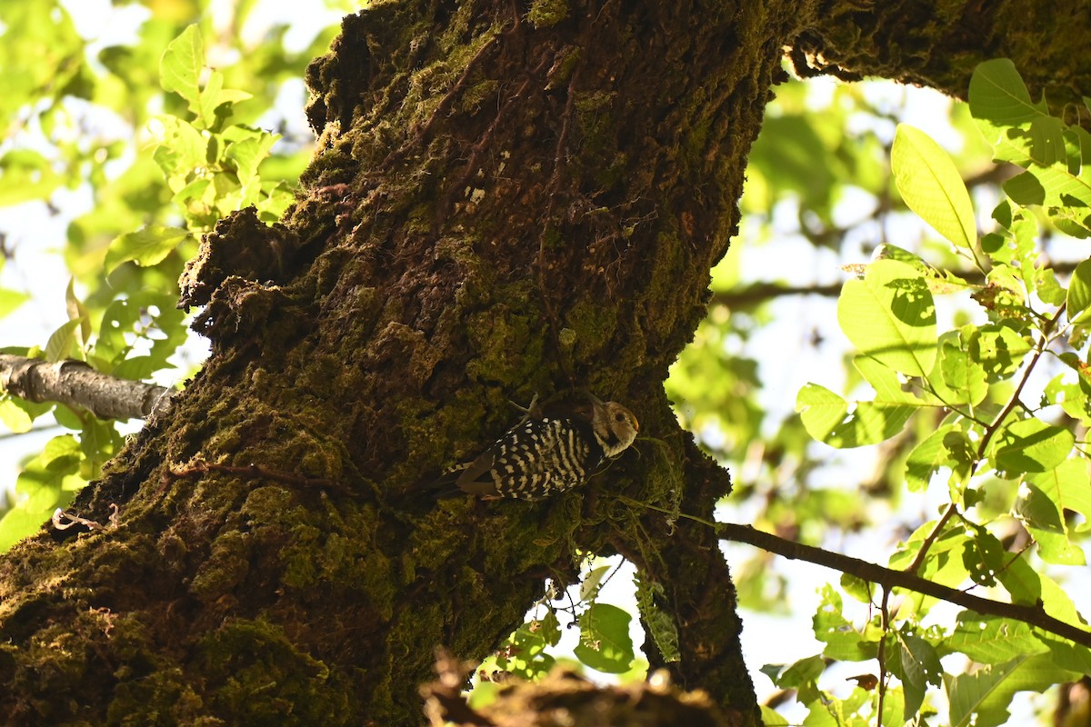 strakapoud hnědočelý - ML628757423