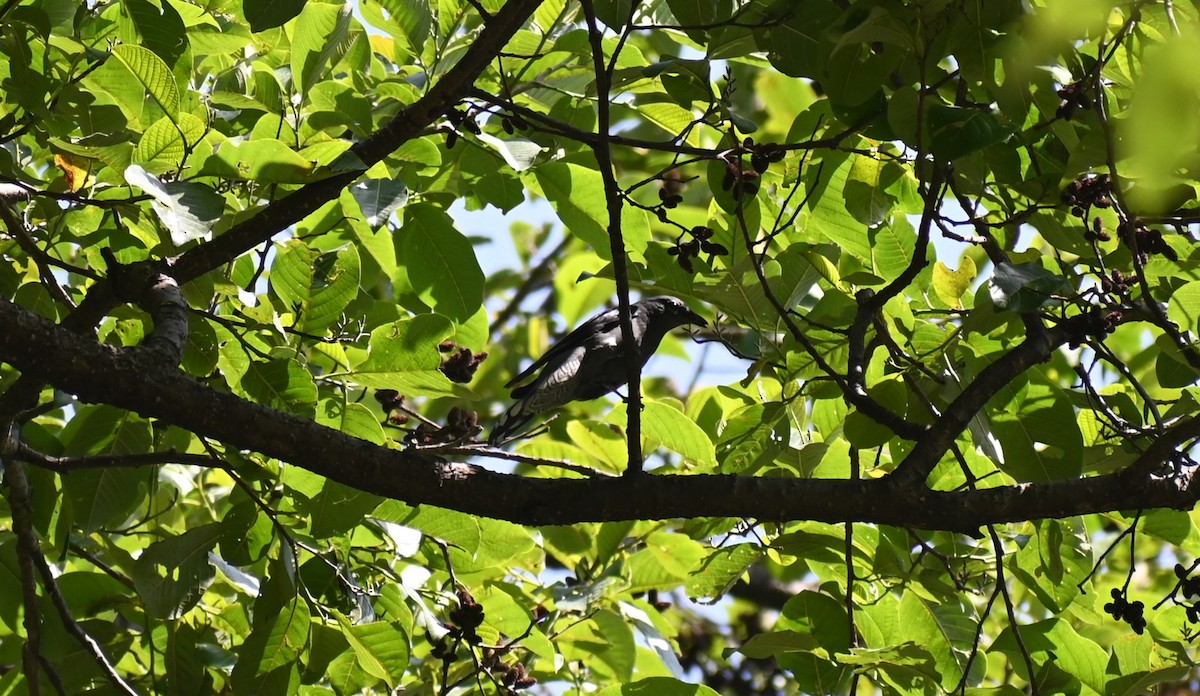 Black-winged Cuckooshrike - ML628757499