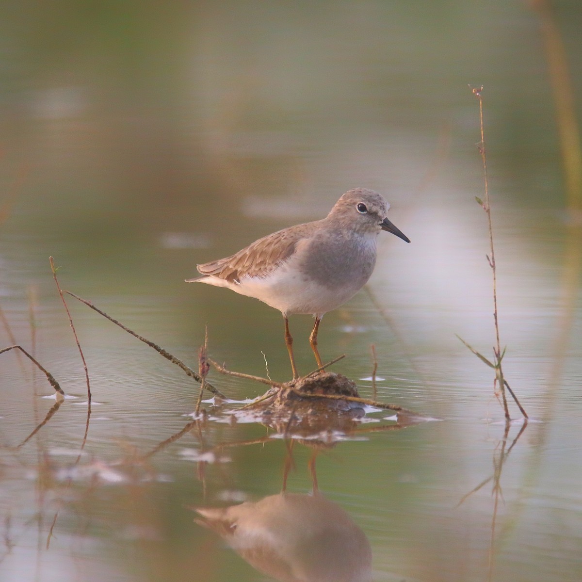 Temminck's Stint - ML628757538