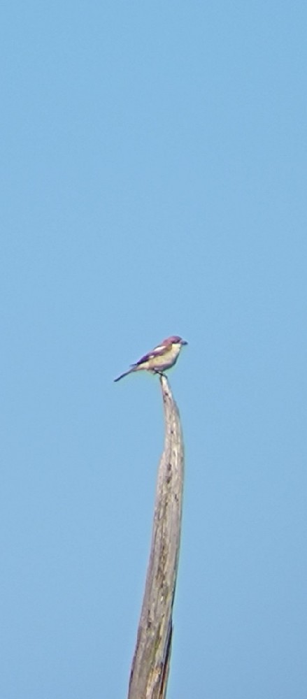 Woodchat Shrike - ML628757548