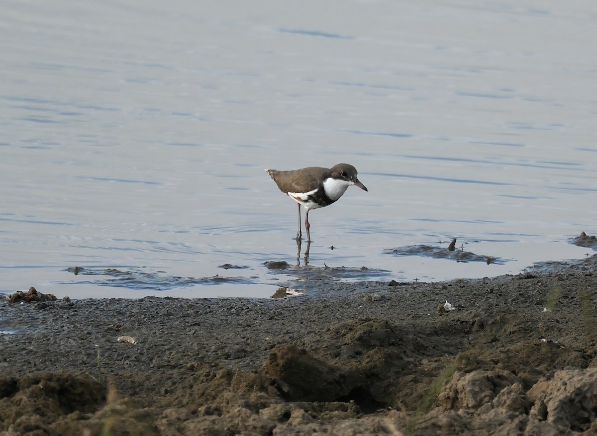 Red-kneed Dotterel - ML628757566