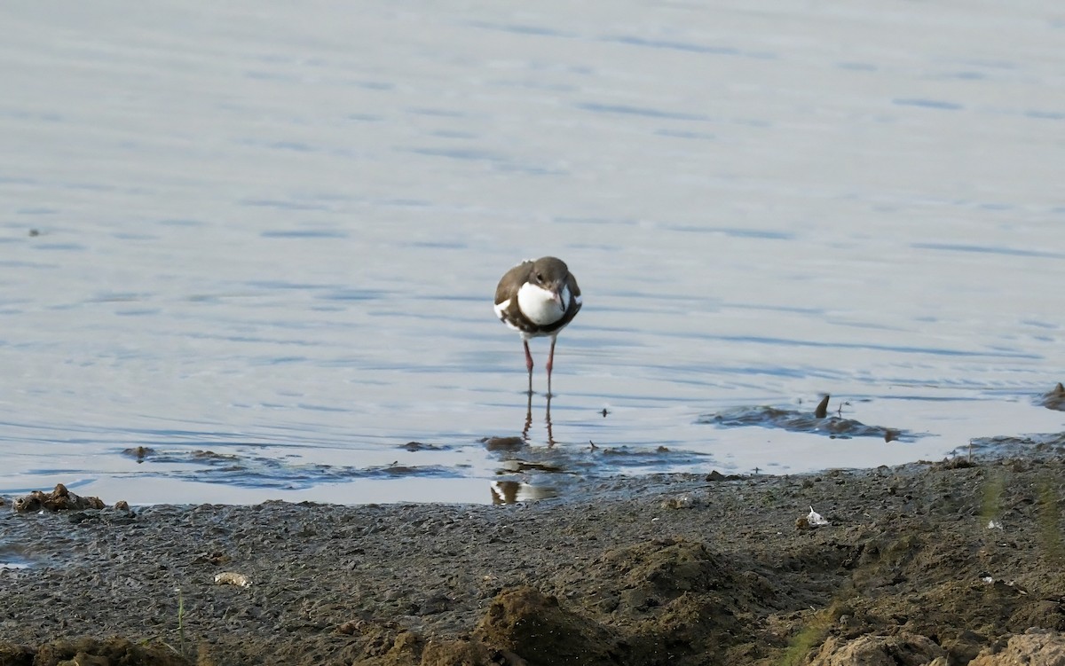 Red-kneed Dotterel - ML628757593