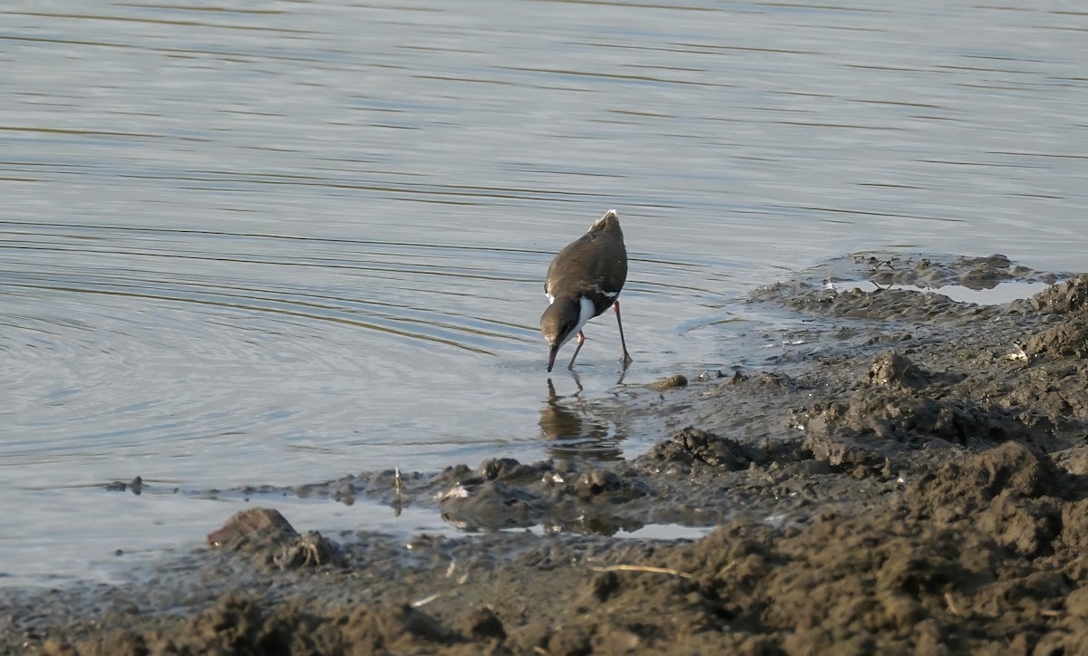 Red-kneed Dotterel - ML628757610