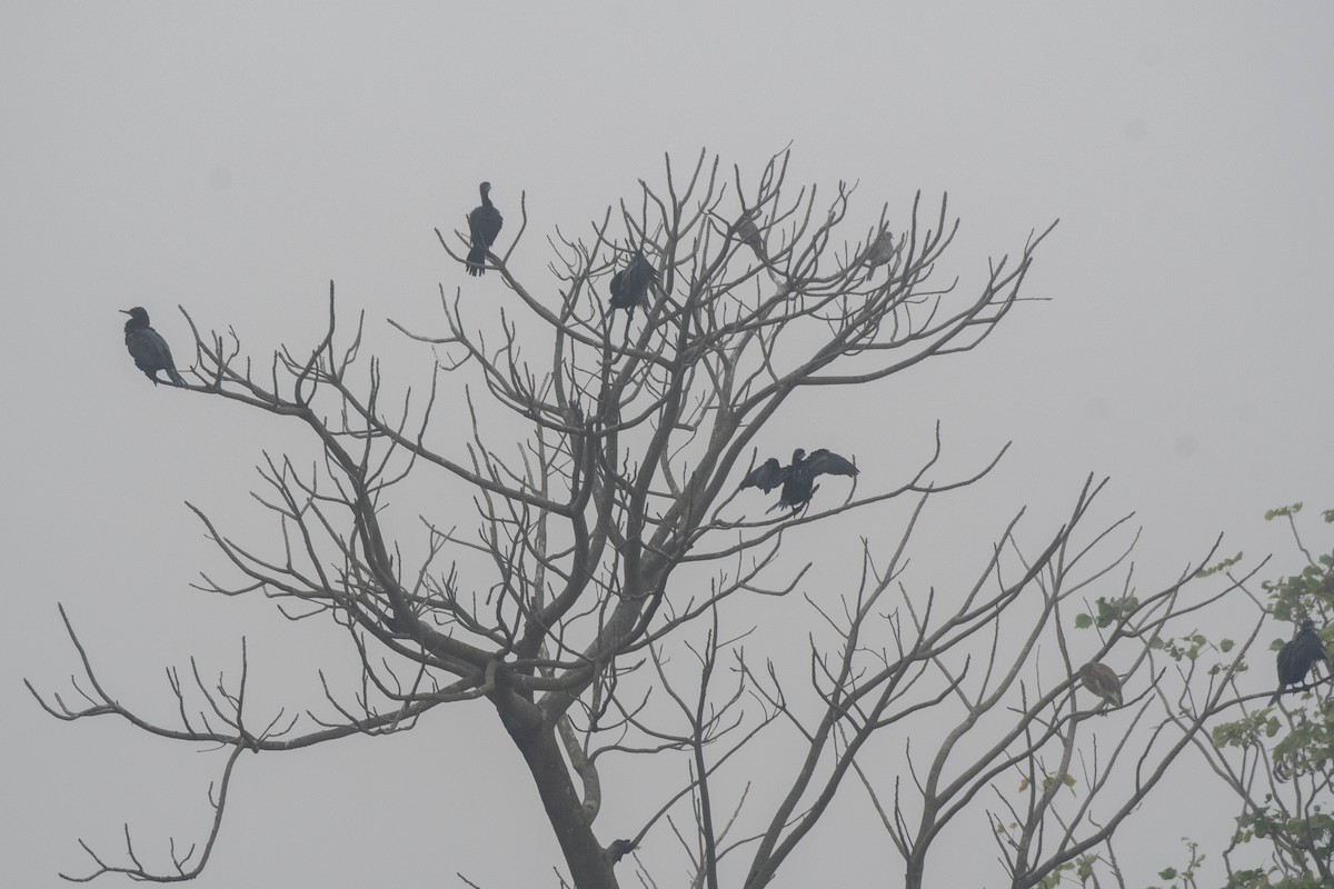Cormoran de Vieillot - ML628757813