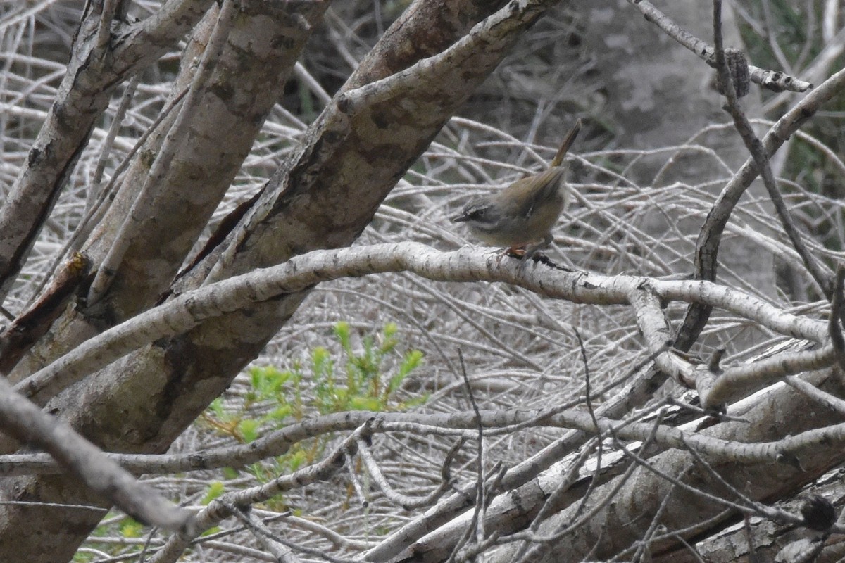 White-browed Scrubwren - ML628757914