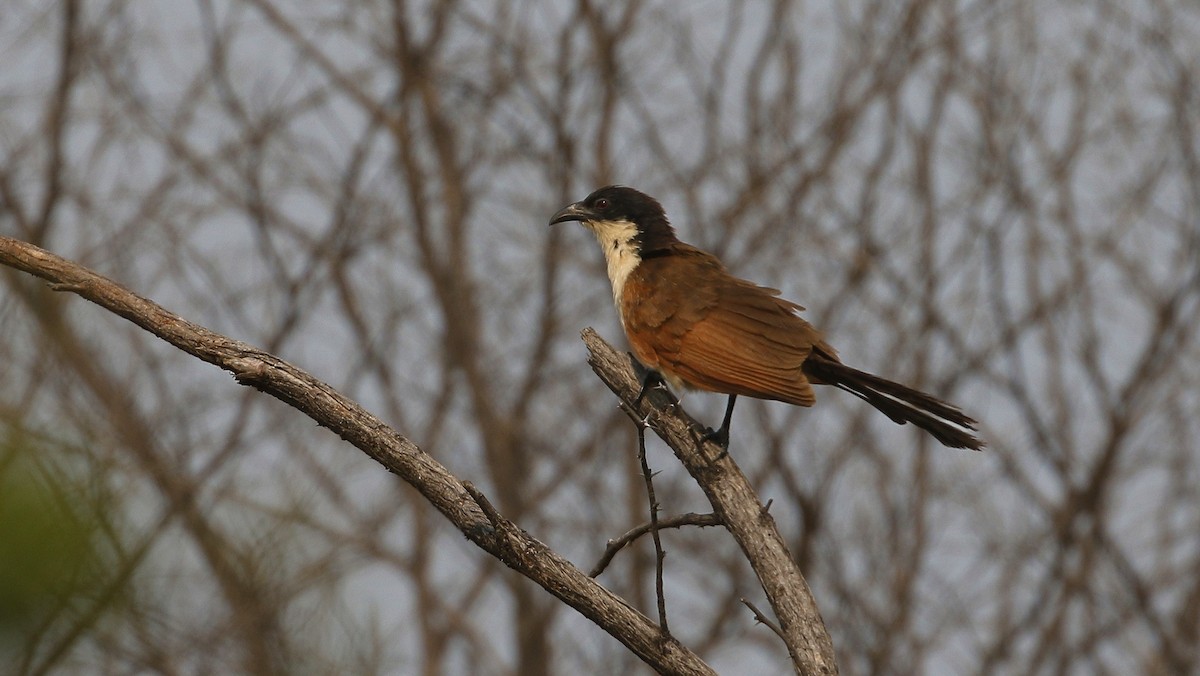 Coppery-tailed Coucal - ML628757917