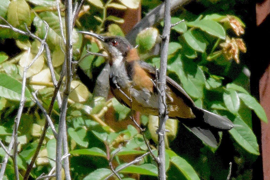 Eastern Spinebill - ML628758072