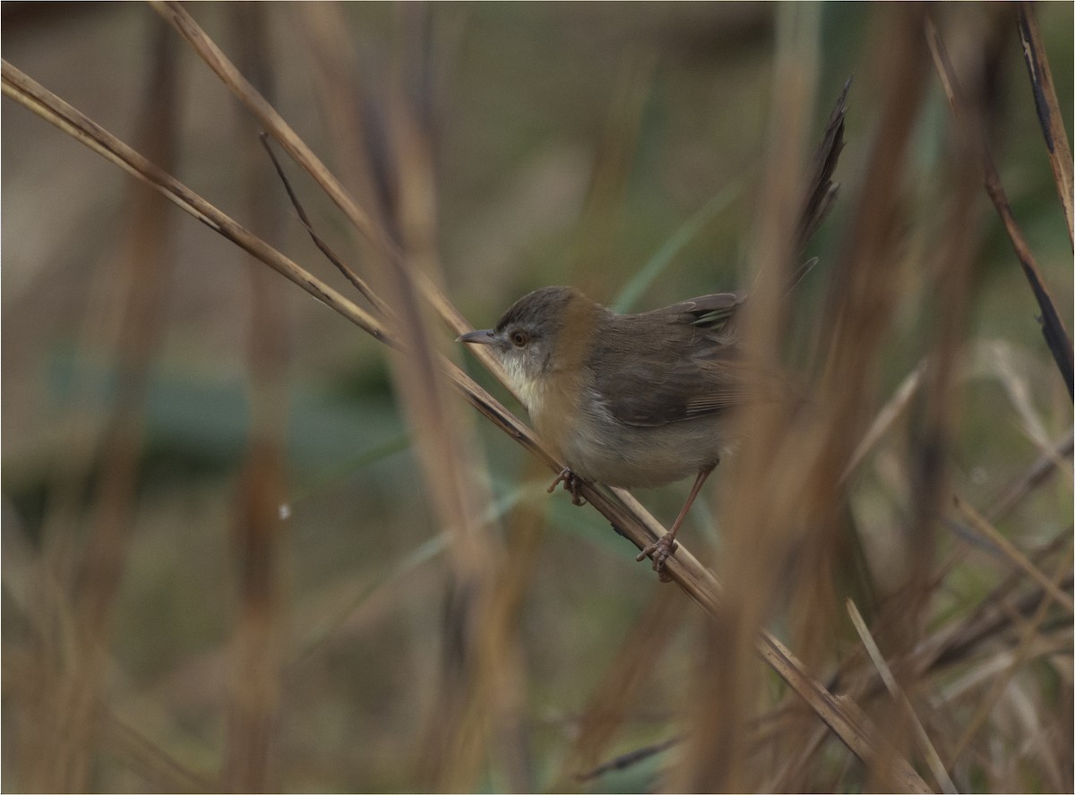 Prinia simple - ML628758111