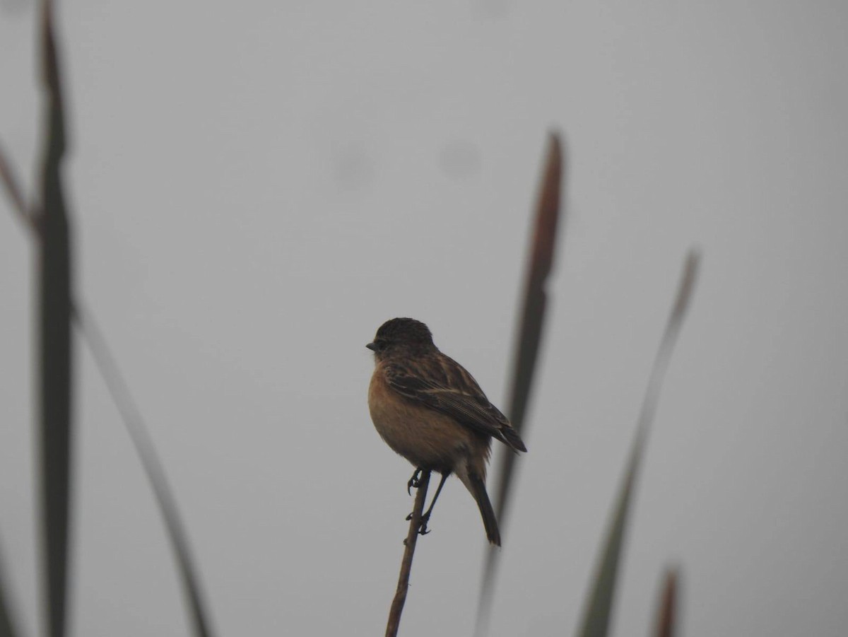 Siberian Stonechat - ML628758494