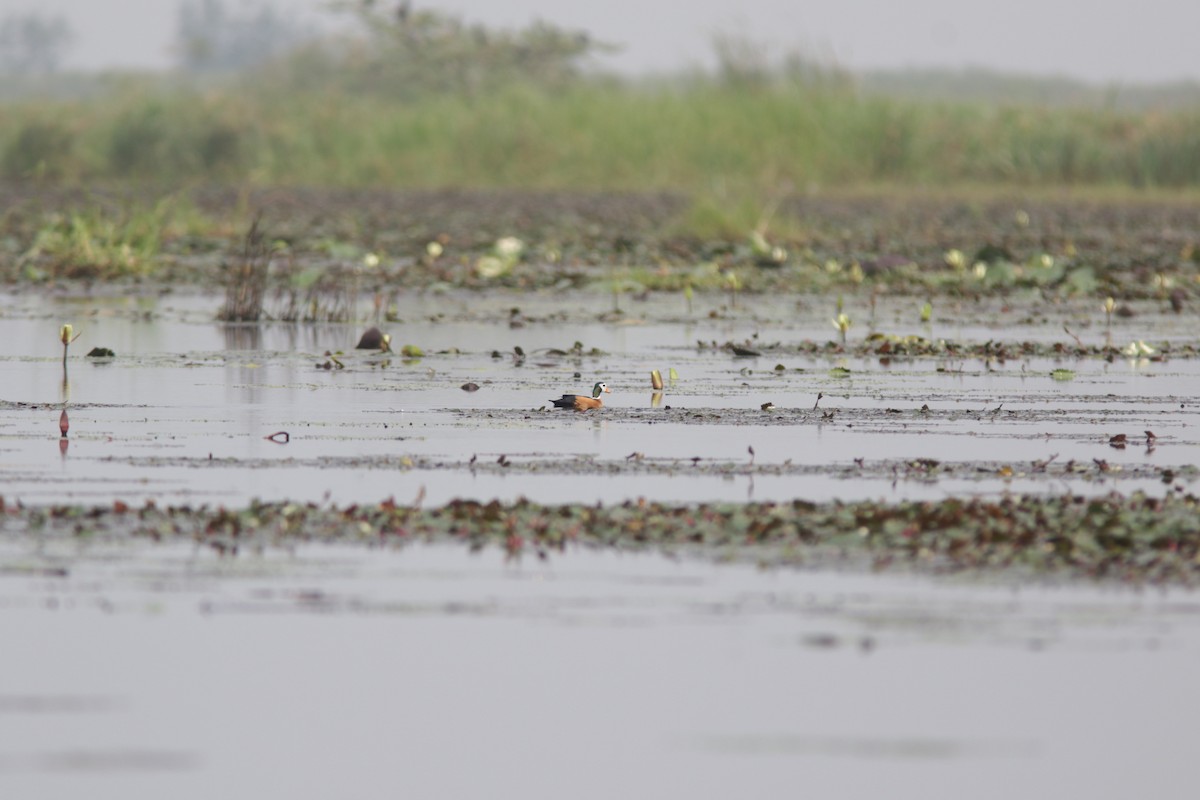 African Pygmy-Goose - ML628758637
