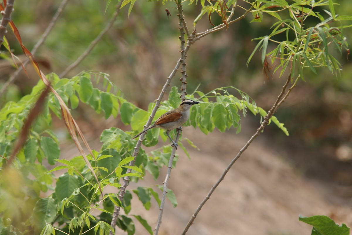 Black-crowned Tchagra - ML628758638