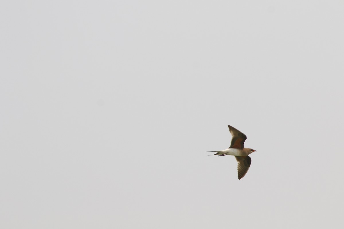 Collared Pratincole - ML628758642