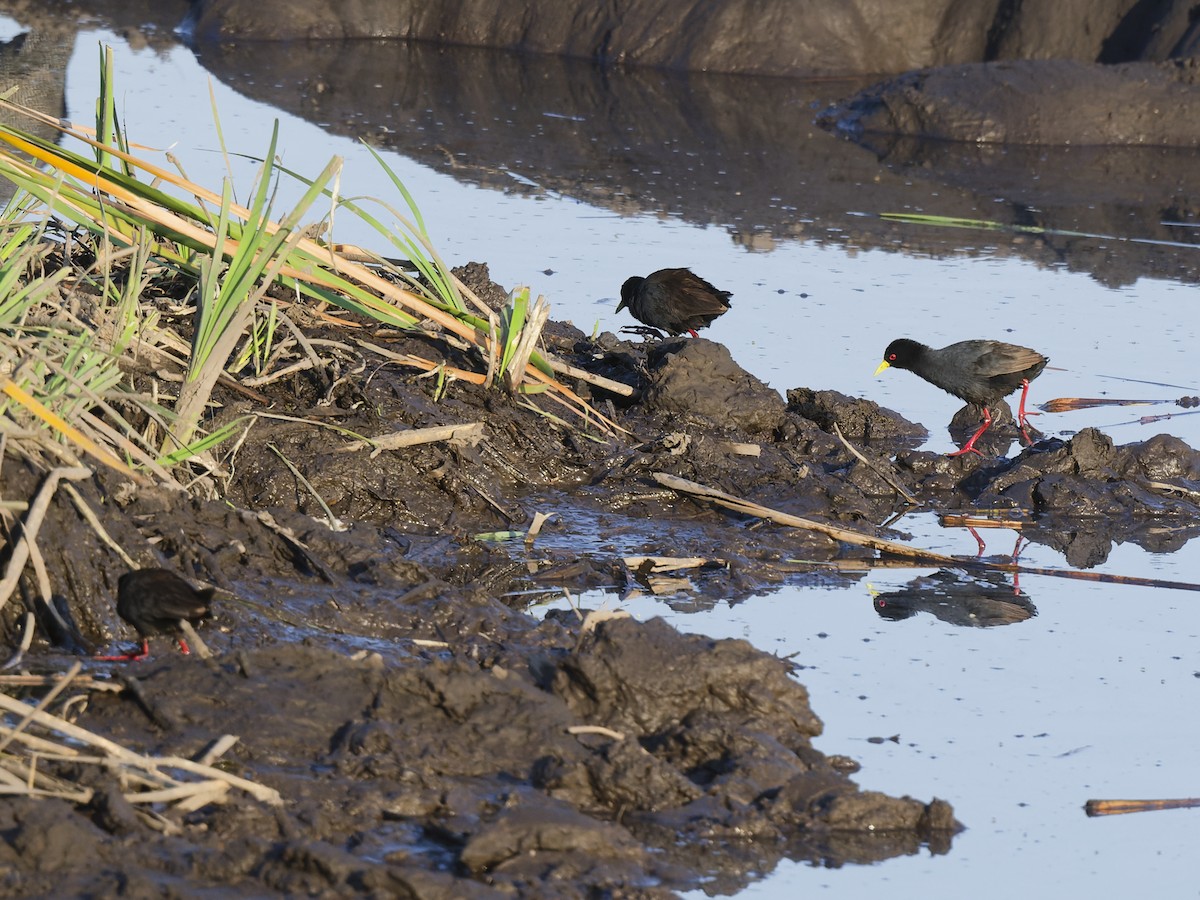 Black Crake - Oleg Chernyshov