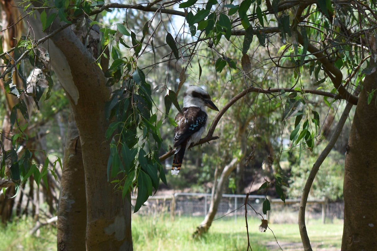 Laughing Kookaburra - ML628758844