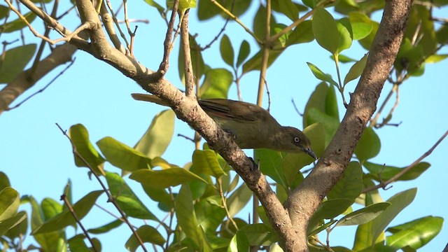 Sombre Greenbul - ML628758921
