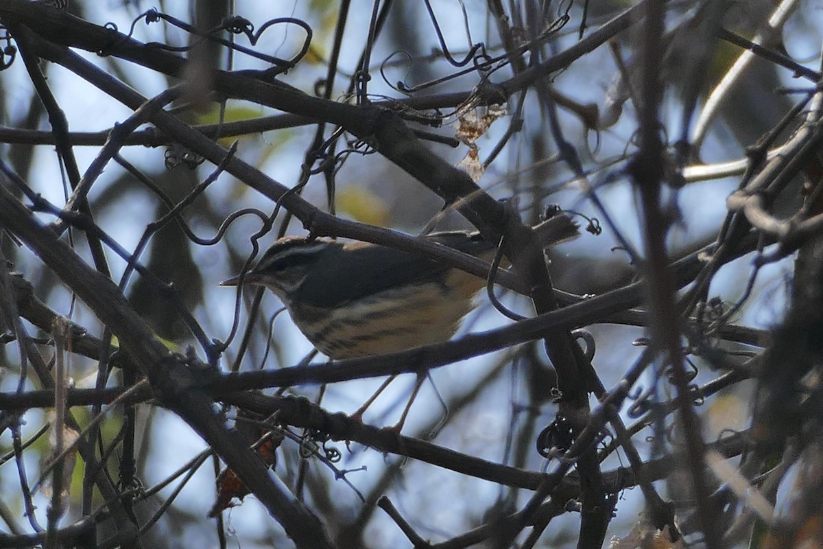 Louisiana Waterthrush - ML628759038