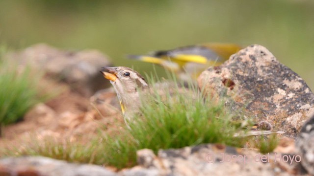 Rock Sparrow - ML628759119