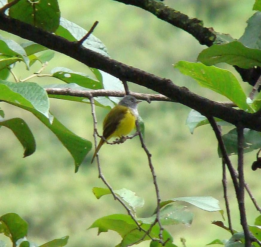 Gray-headed Canary-Flycatcher - ML628759140