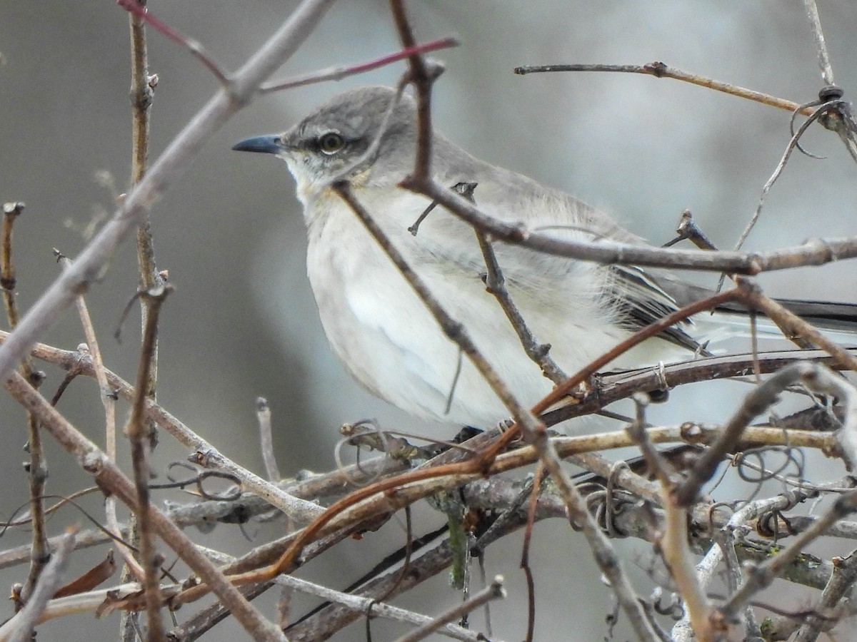 sangspottefugl - ML628759152
