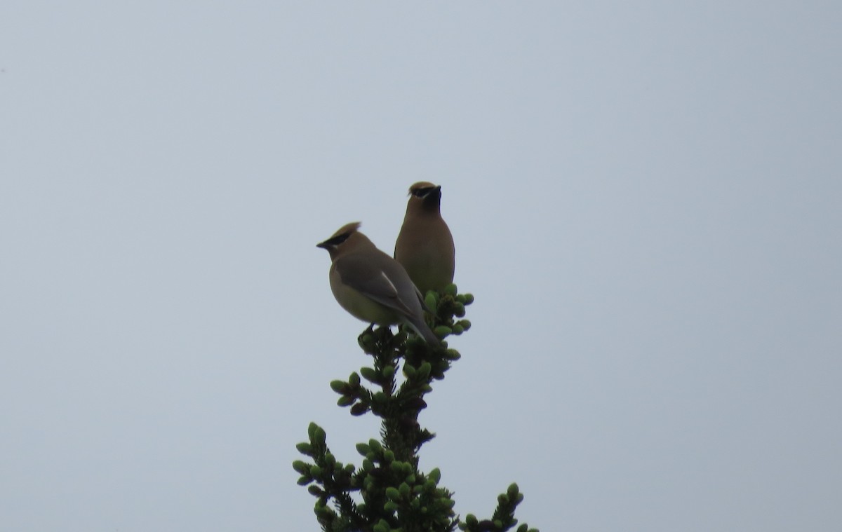 Cedar Waxwing - ML62875951