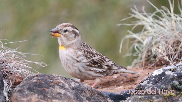 Rock Sparrow - ML628759546
