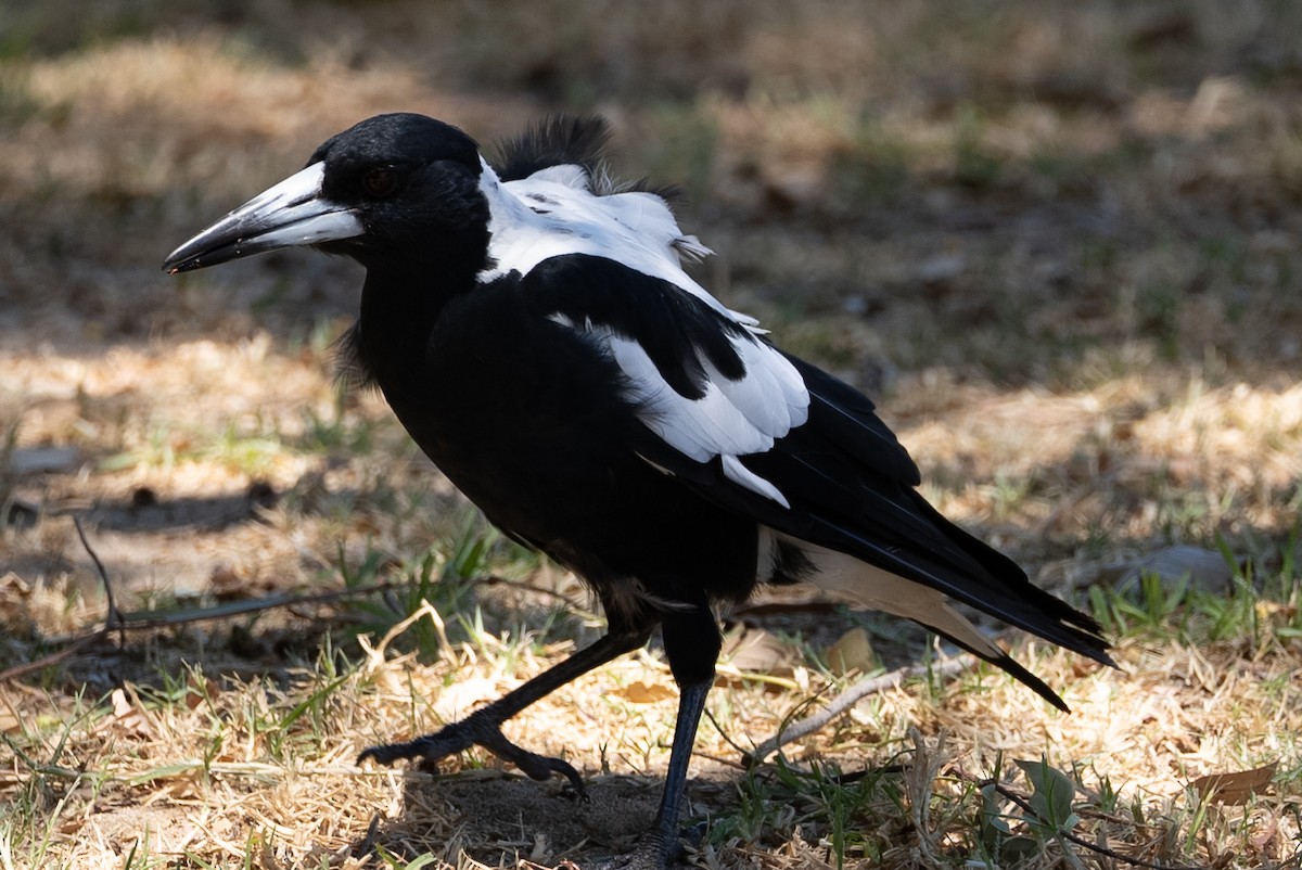 Australian Magpie - ML628759604