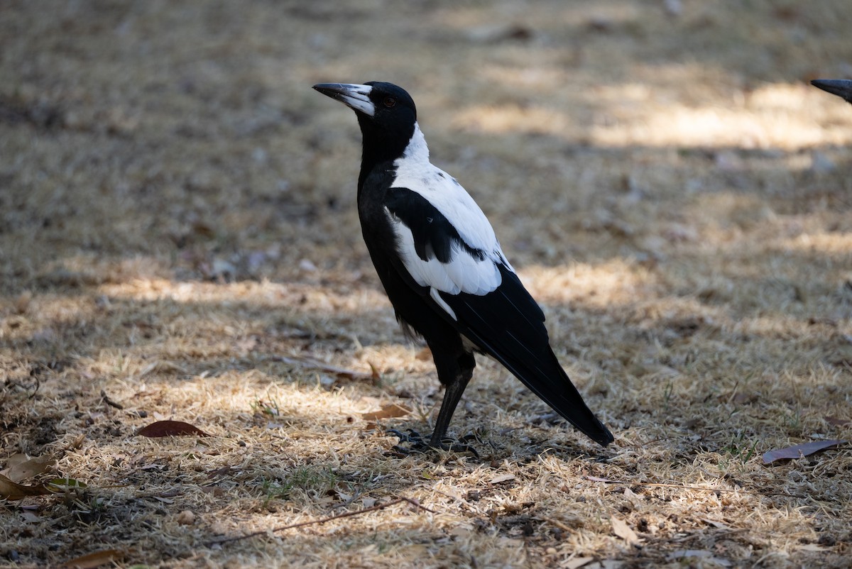 Australian Magpie - ML628759605