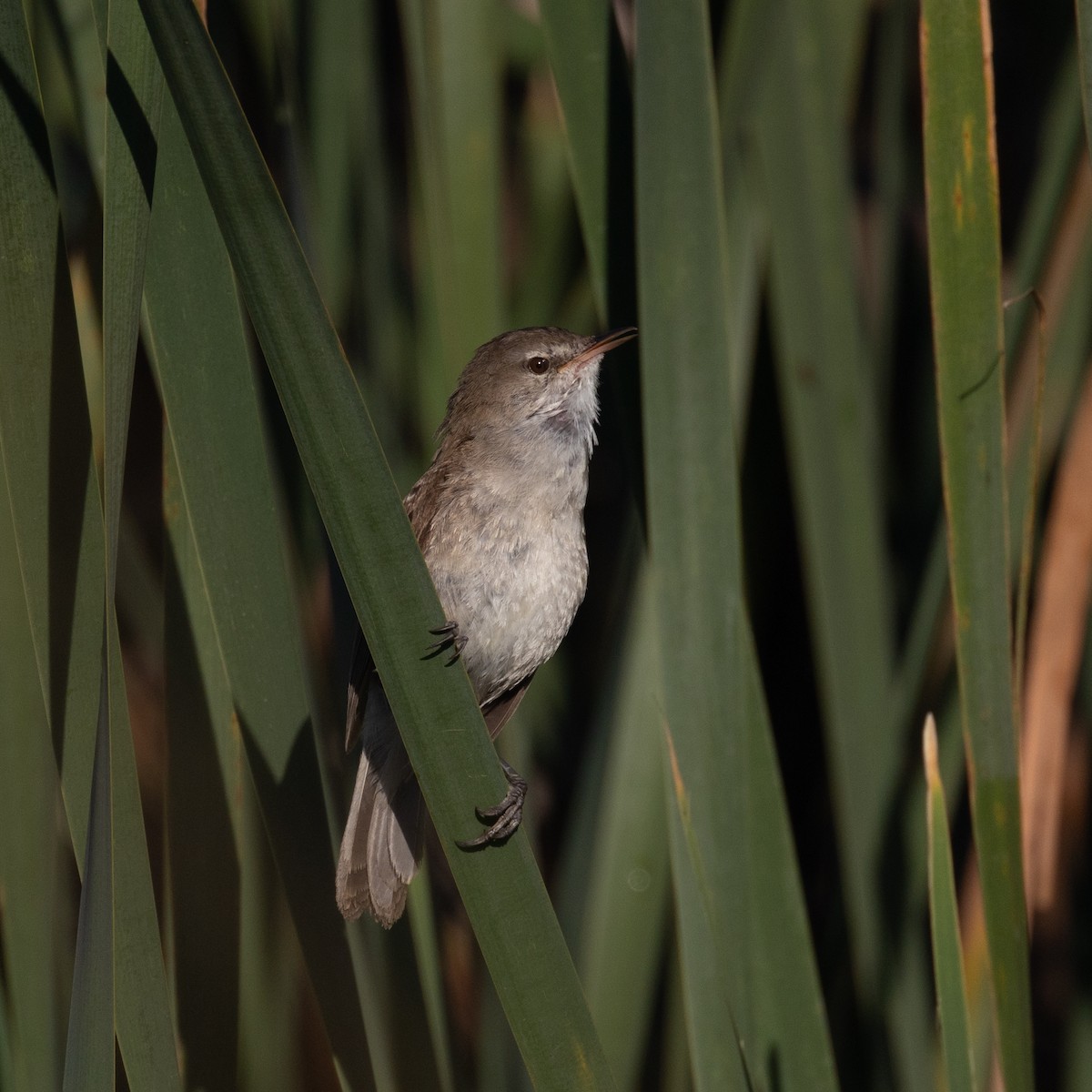 Lesser Swamp Warbler - ML628759628