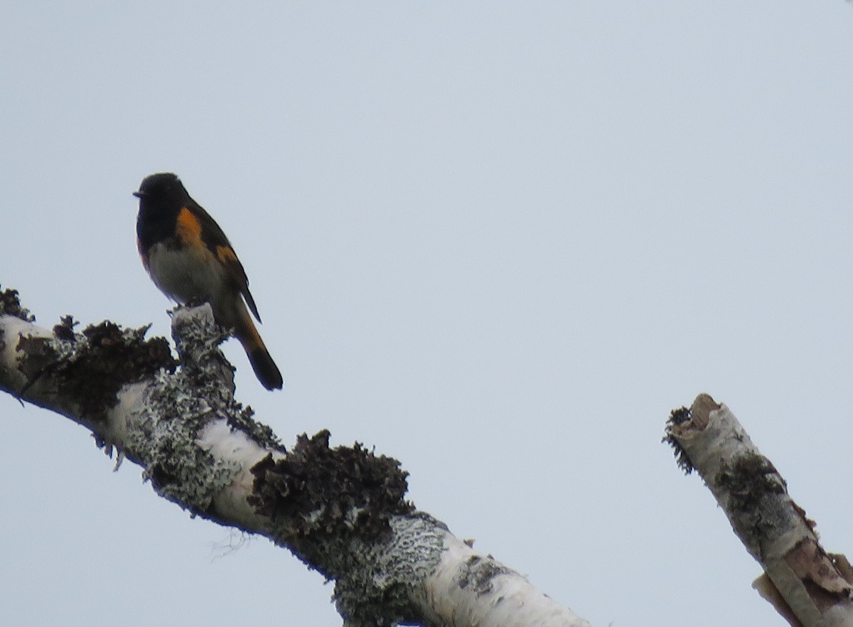 American Redstart - ML62875971