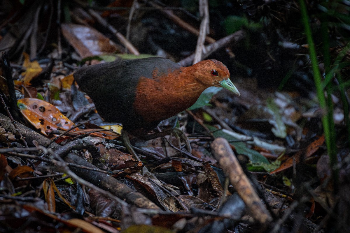 Red-necked Crake - ML628759722