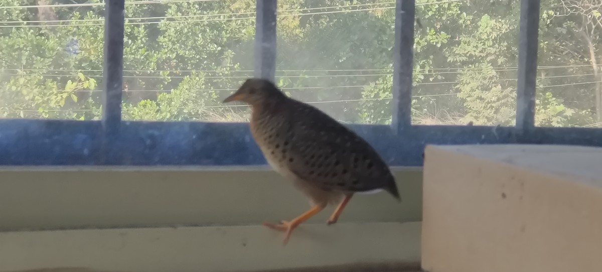 Yellow-legged Buttonquail - ML628760028