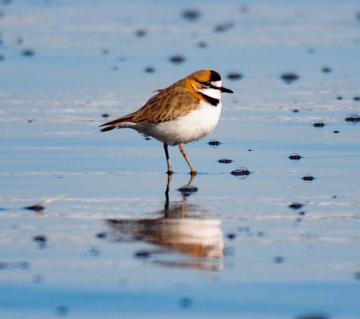 Collared Plover - ML628760425