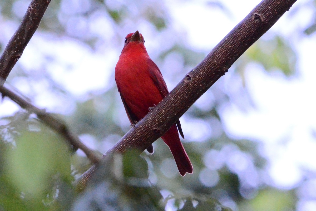 Summer Tanager - ML628760515