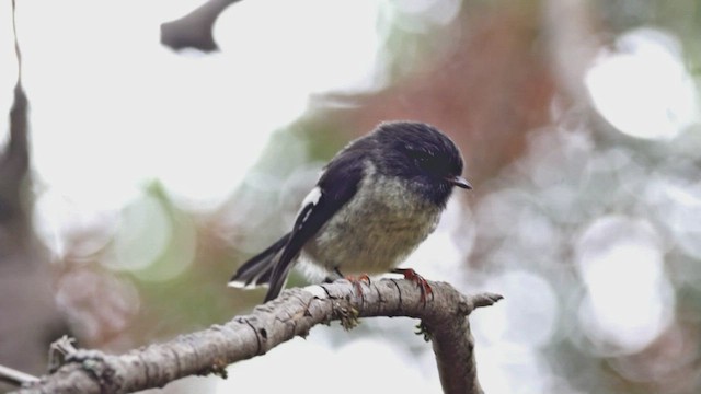 Tomtit (New Zealand) - ML628760536