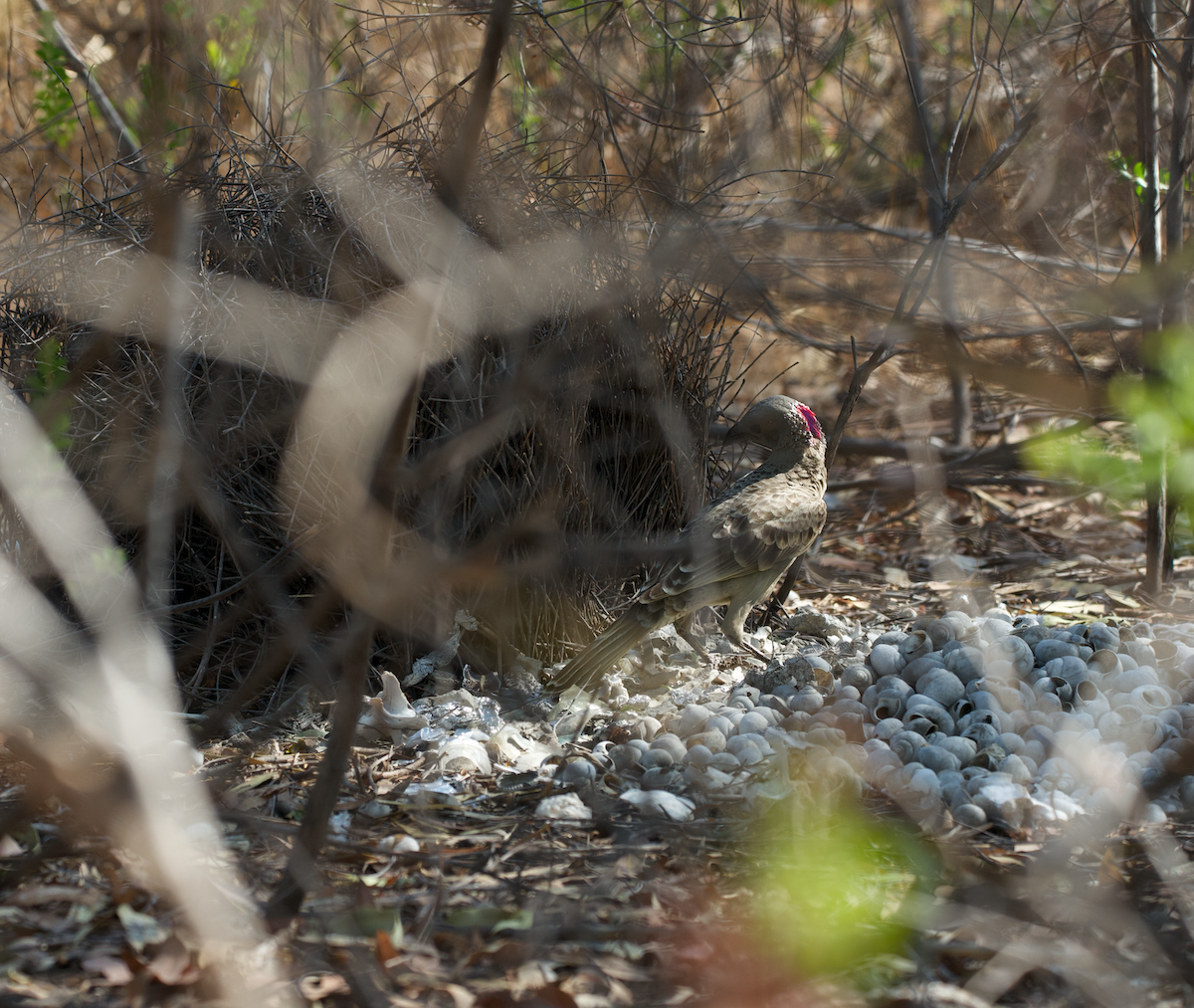 Great Bowerbird - ML628760909