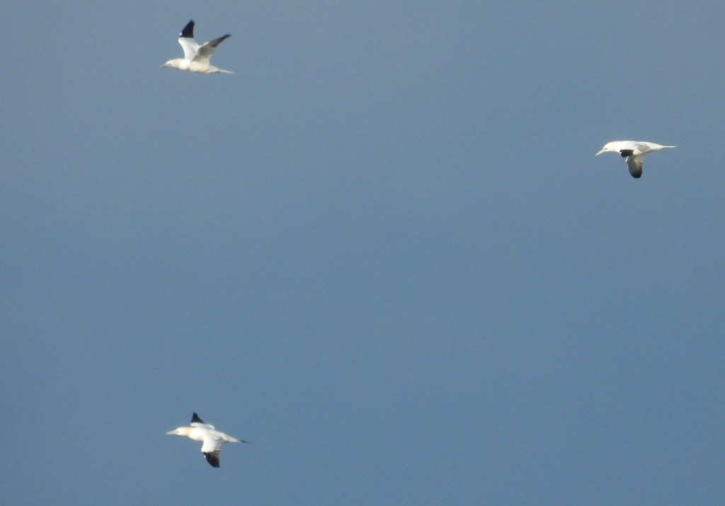 Northern Gannet - ML628760943