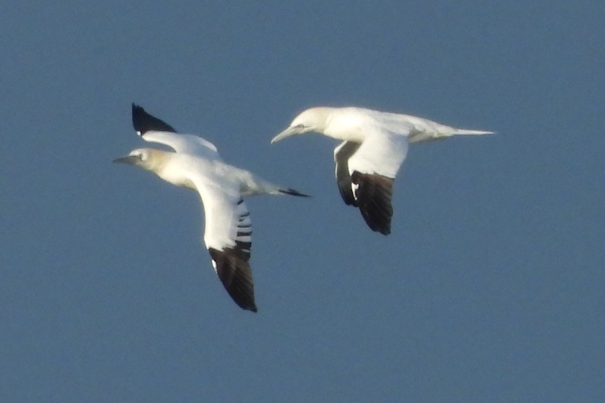 Northern Gannet - ML628760944