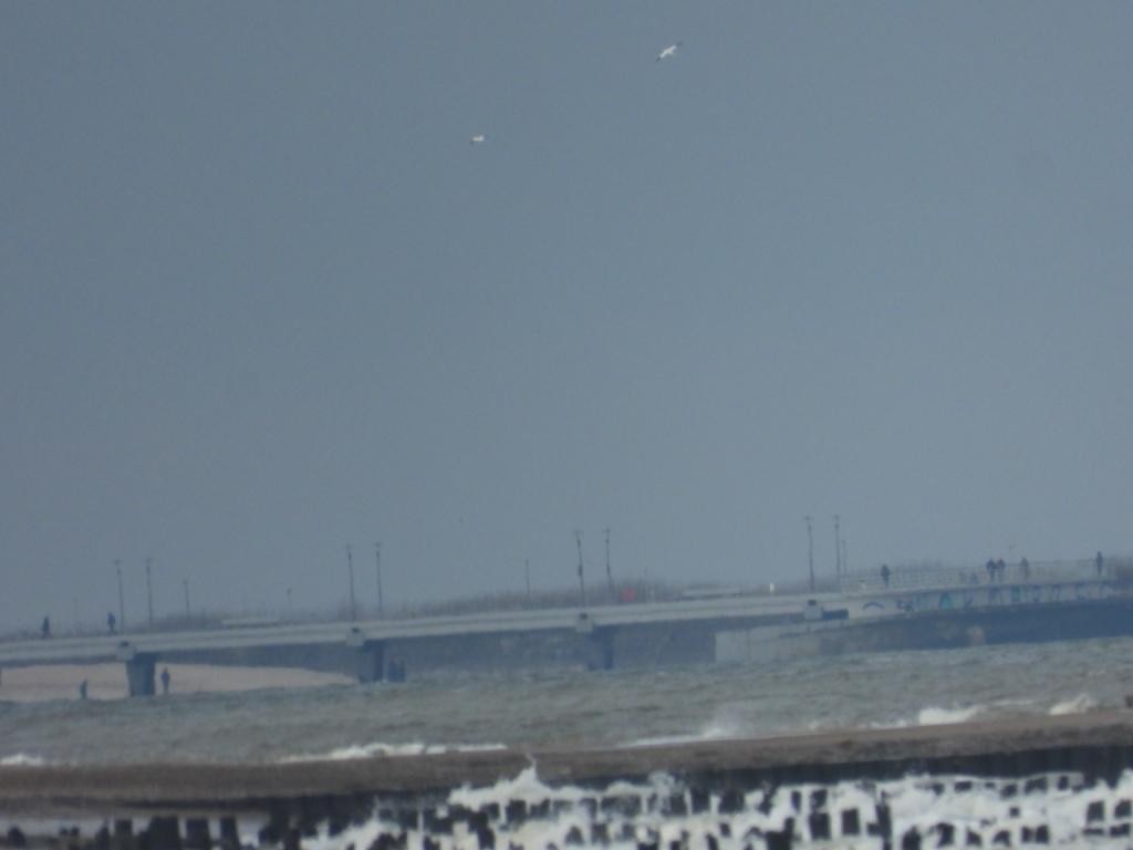 Northern Gannet - ML628760945