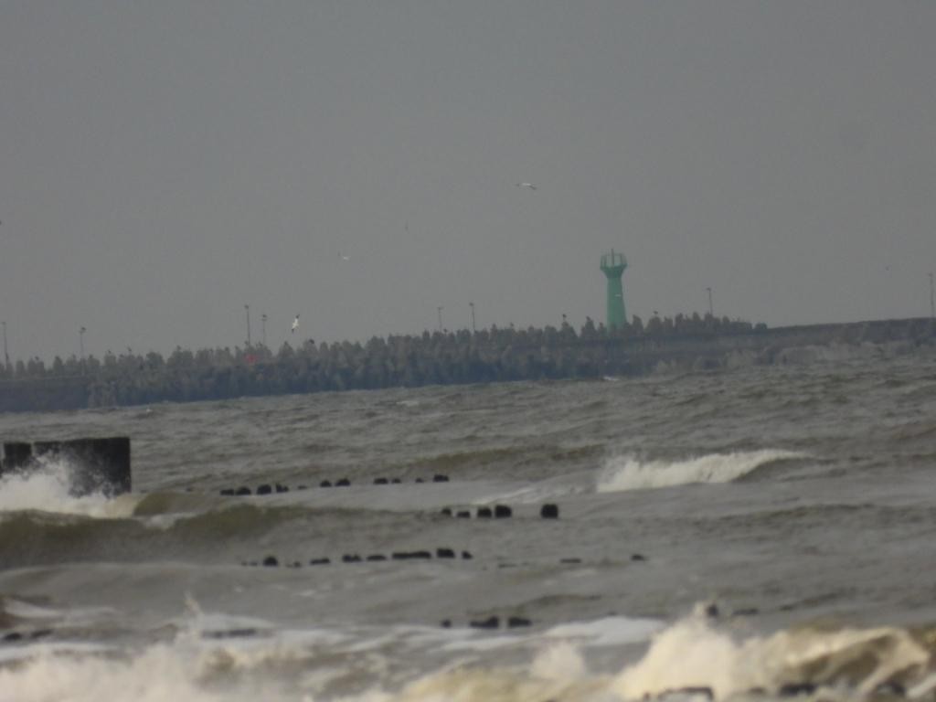 Northern Gannet - ML628760946