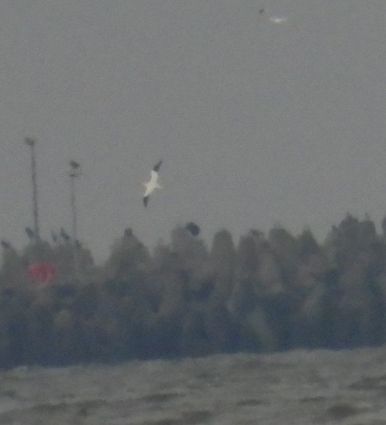 Northern Gannet - ML628760947