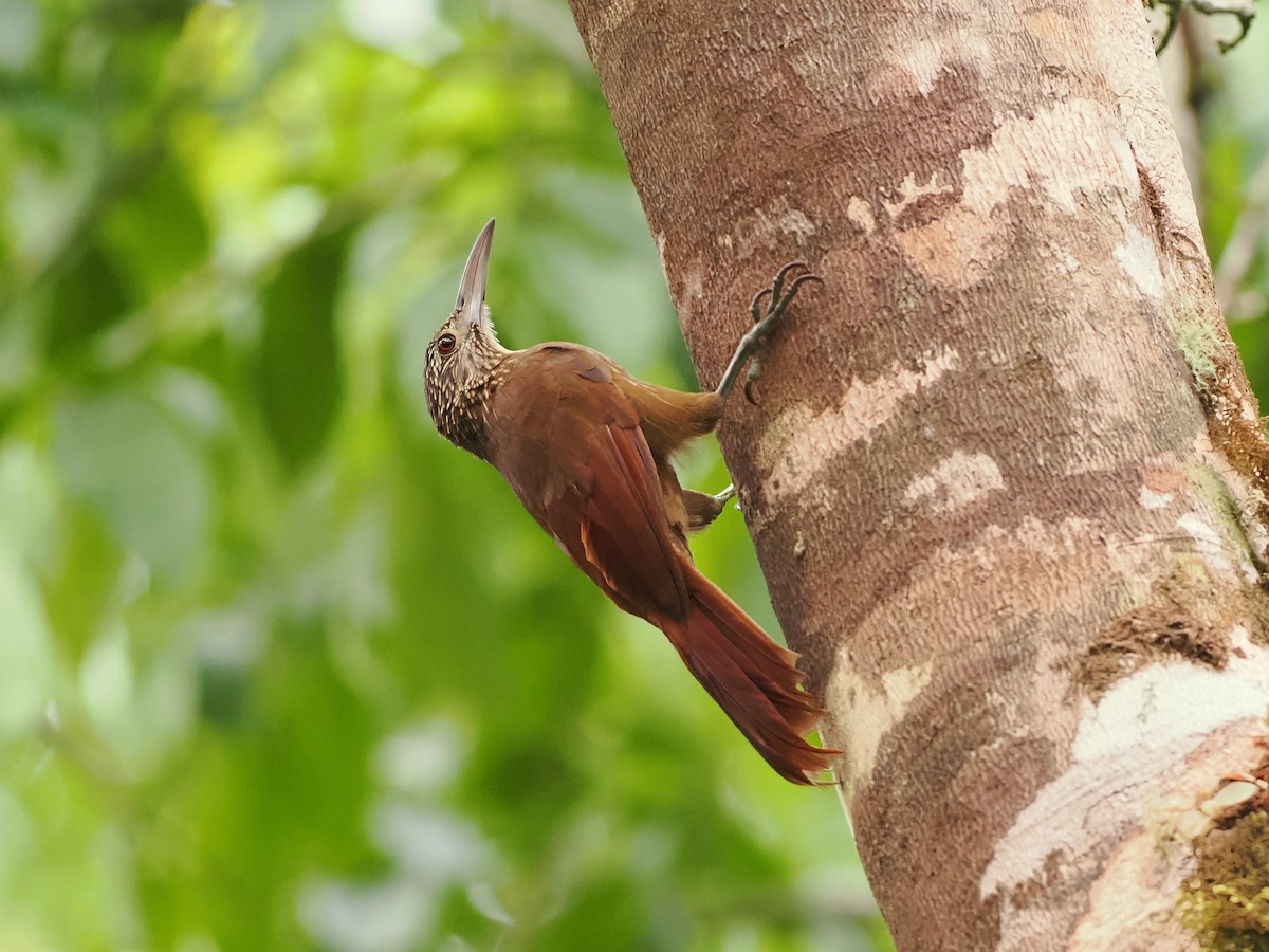 Strong-billed Woodcreeper - ML628761170