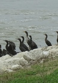 Neotropic Cormorant - ML628761493