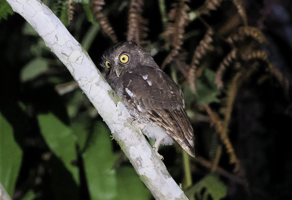 Foothill Screech-Owl (Foothill) - ML628761499