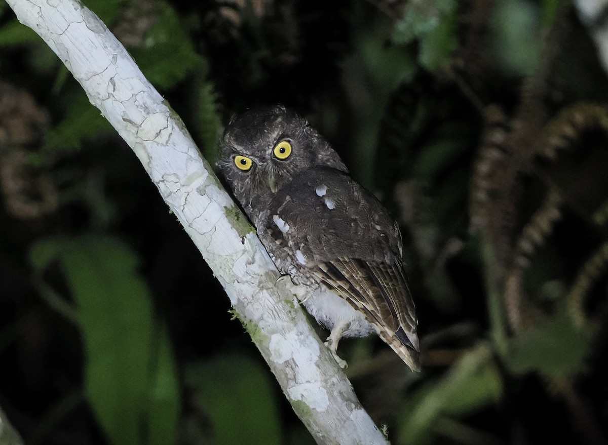 Foothill Screech-Owl (Foothill) - ML628761500