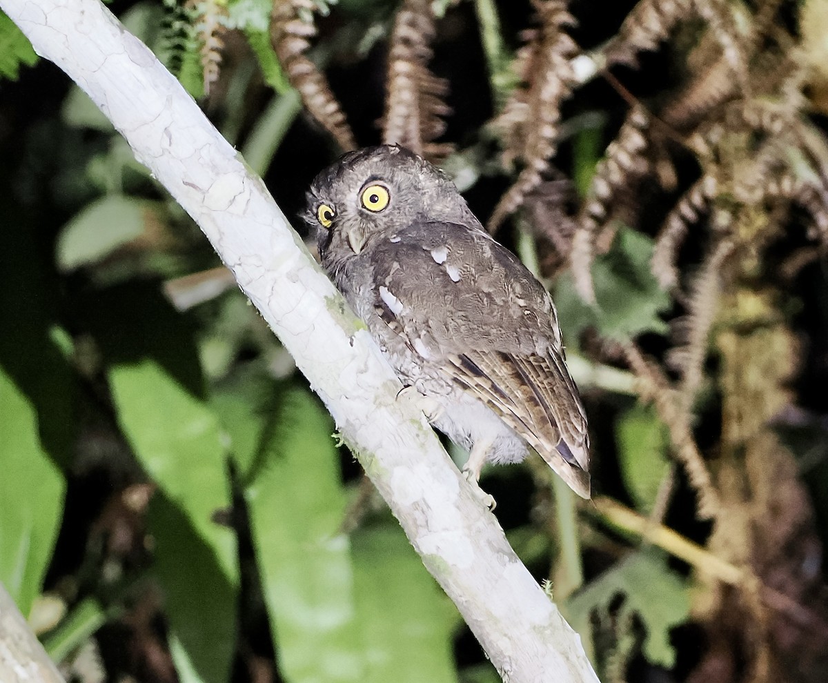 Foothill Screech-Owl (Foothill) - ML628761501