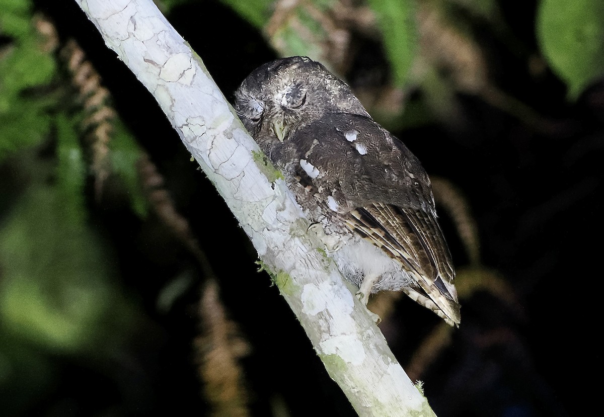 Foothill Screech-Owl (Foothill) - ML628761502