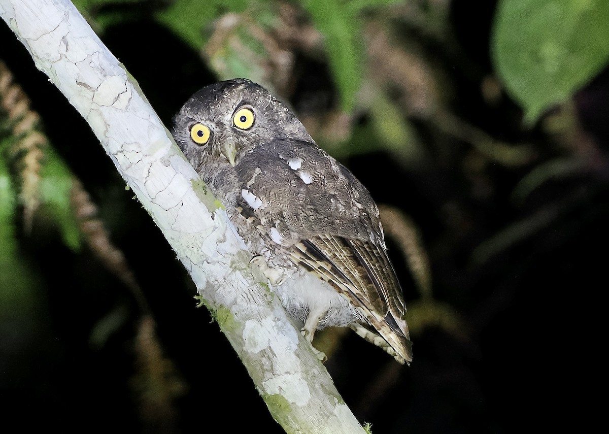 Foothill Screech-Owl (Foothill) - ML628761503