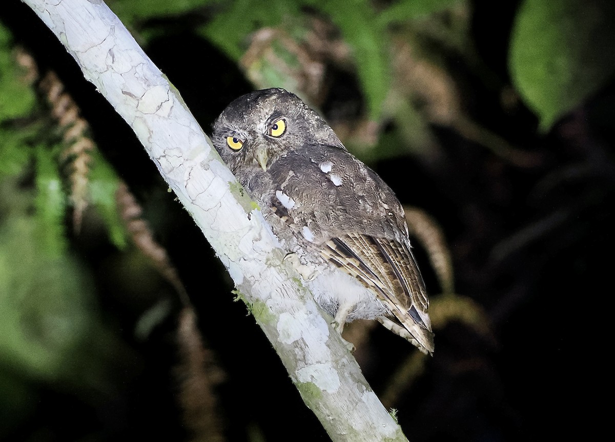 Foothill Screech-Owl (Foothill) - ML628761504